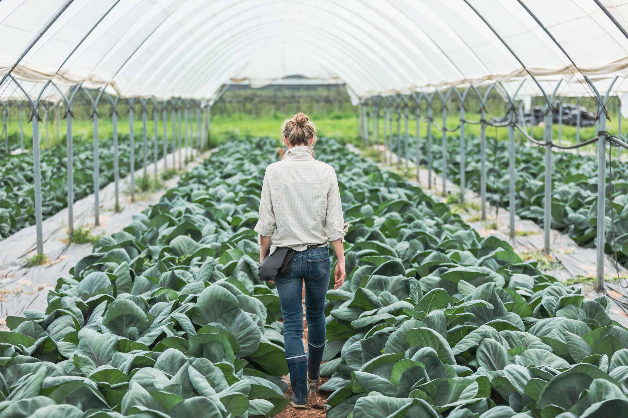 Farmer walks through greenhouse